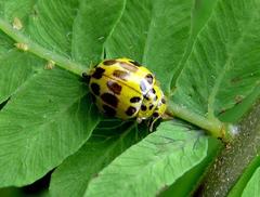 Psyllobora brunneosignata