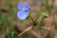 Commelina agrostophylla