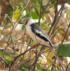 Prionops plumatus poliocephalus