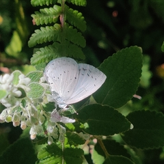 Celastrina argiolus