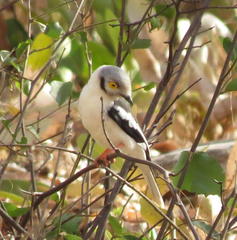 Prionops plumatus poliocephalus