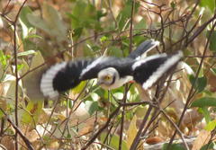 Prionops plumatus poliocephalus