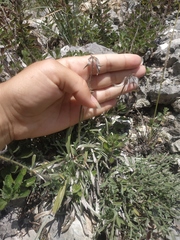 Convolvulus calvertii calvertii