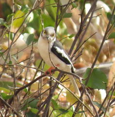 Prionops plumatus poliocephalus