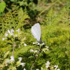Celastrina argiolus