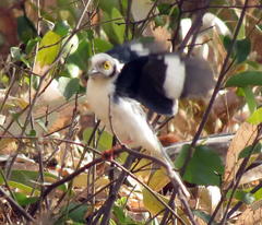 Prionops plumatus poliocephalus