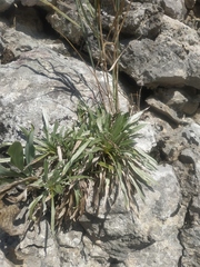 Convolvulus calvertii calvertii