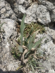 Pseudopodospermum molle