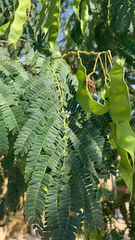 Albizia julibrissin