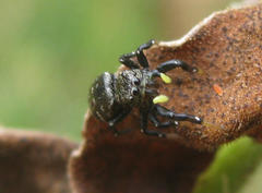 Heliophanus orchesta