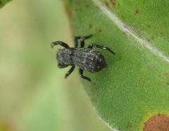 Heliophanus orchesta