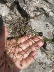 Asperula tenella
