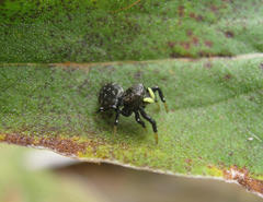 Heliophanus orchesta