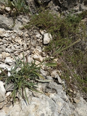 Convolvulus calvertii calvertii