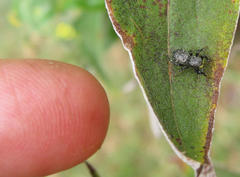 Heliophanus orchesta