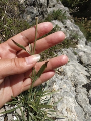 Convolvulus calvertii calvertii