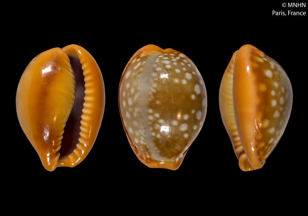 citrine cowry