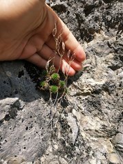 Draba cuspidata