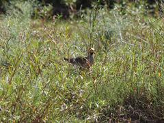 Vanellus senegallus lateralis