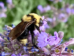 Bombus insularis