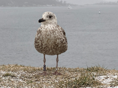 Larus