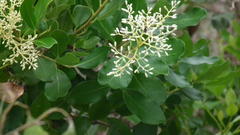Apodytes dimidiata dimidiata