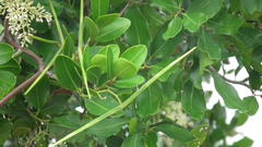 Apodytes dimidiata dimidiata