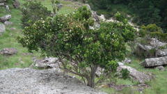 Apodytes dimidiata dimidiata