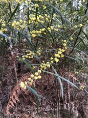 Acacia leprosa