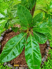 Terminalia bellirica