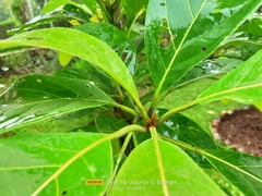 Terminalia bellirica