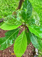 Terminalia bellirica