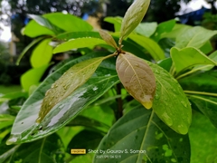 Terminalia bellirica