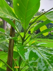 Terminalia bellirica