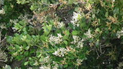 Apodytes dimidiata dimidiata