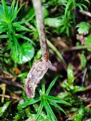 Golovinomyces cichoracearum
