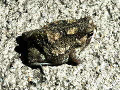 Breviceps