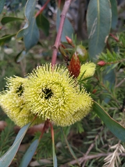 Eucalyptus preissiana