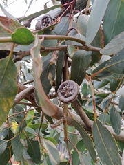 Eucalyptus preissiana