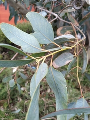 Eucalyptus preissiana