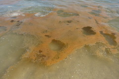 Noctiluca scintillans