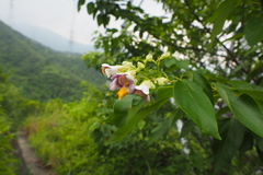 Gmelina racemosa