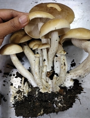 Macrocybe