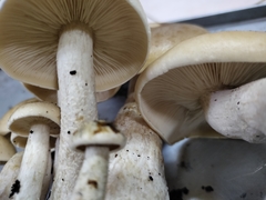 Macrocybe