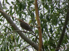Turdus unicolor