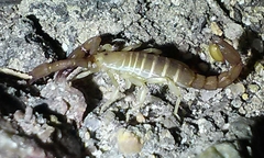 Catalinia andreas