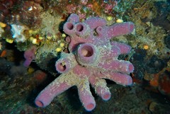 Haliclona mediterranea