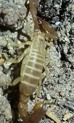Catalinia andreas