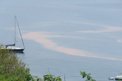 Noctiluca scintillans