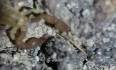 Catalinia andreas